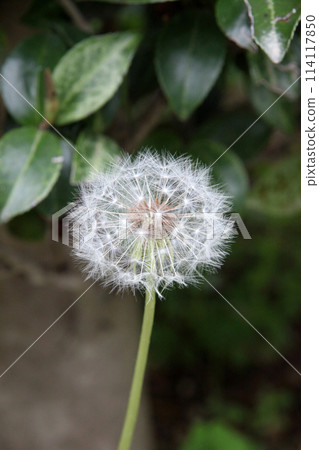 White dandelion fluff 114117850