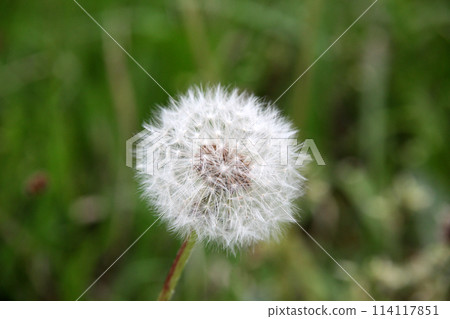 White dandelion fluff 114117851