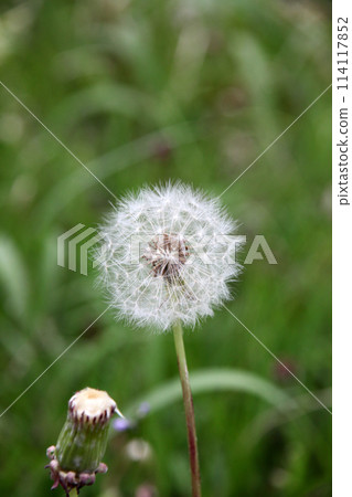 白色蒲公英絨毛 114117852
