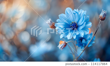 Close up of an electric blue flower with a yellow center 114117864