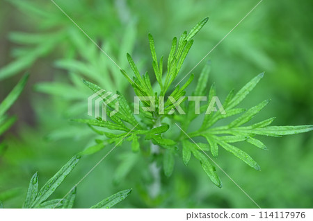 Spring mugwort (Mugwort) Spring mugwort (Mugwort) 114117976