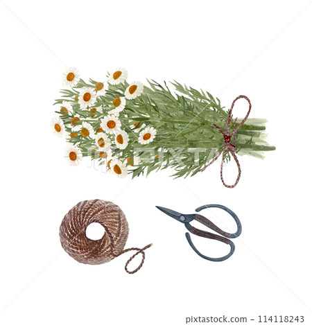 A bunch of chamomile plant, jute rope ball, scissors watercolor set isolated on white. Hand painted wild herb art for cards, packages, oil infusions, folk medicine recipes and herbal guides design A bunch of chamomile plant, jute rope ball, scissors watercolor set isolated on white. Hand painted wild herb art for cards, packages, oil infusions, folk medicine recipes and herbal guides design 114118243