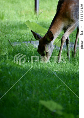 出現在人類村莊的蝦夷鹿 114118486