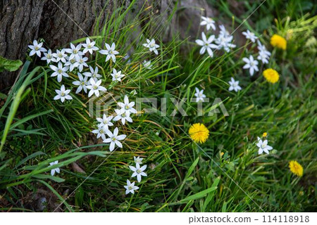 White Star of Bethlehem flowers and green nature background copy space 114118918
