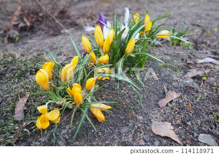 Crocus, crocuses or croci is a genus of seasonal flowering plants in the family Iridaceae iris family comprising about 100 species of perennials growing from corms. Yellow, orange or purple flowers Crocus, crocuses or croci is a genus of seasonal flowering plants in the family Iridaceae iris family comprising about 100 species of perennials growing from corms. Yellow, orange or purple flowers 114118971