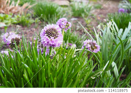 Allium nutans, Siberian chives or blue chives, is a species of onion native to European Russia, Kazakhstan, Mongolia, Tibet, Xinjiang. It grows in wet meadows and other damp locations. Pink flowers 114118975