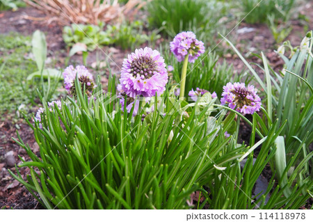Allium nutans, Siberian chives or blue chives, is a species of onion native to European Russia, Kazakhstan, Mongolia, Tibet, Xinjiang. It grows in wet meadows and other damp locations. Pink flowers Allium nutans, Siberian chives or blue chives, is a species of onion native to European Russia, Kazakhstan, Mongolia, Tibet, Xinjiang. It grows in wet meadows and other damp locations. Pink flowers 114118978
