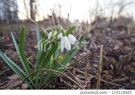 Galanthus, or snowdrop, is a small genus of bulbous perennial herbaceous plants in the family Amaryllidaceae. The plants have two linear leaves and a single small white drooping bell-shaped flower 114118985