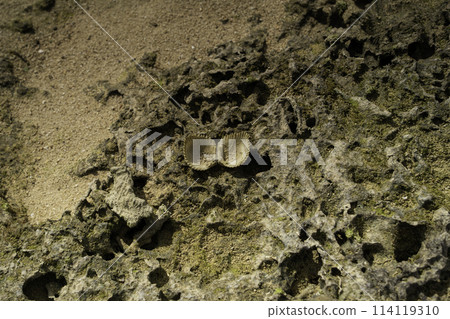 Shells on the beach, Shinri Beach, Kume Island 114119310
