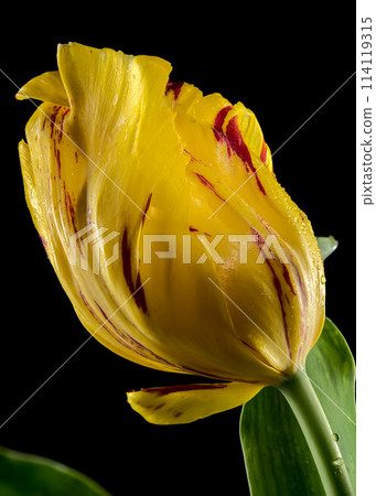 Blooming Tulip La Courtine Parrot on a black background 114119315