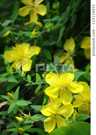 Golden plum-like flowers 114119455