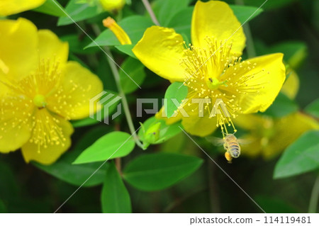 金黃色的梅花 114119481