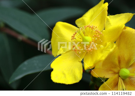金黃色的梅花 114119482