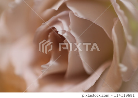 玫瑰 玫瑰 114119691