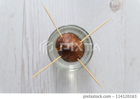 Close-up of avocado seed in a glass of water. 114120163