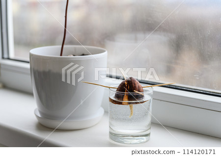Young avocado plant in a white pot, an avocado seed sprouting in a glass. 114120171