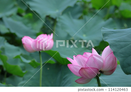 Holy flower 114120463