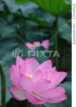 聖花 聖花 114120542