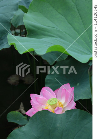 Holy flower Holy flower 114120548