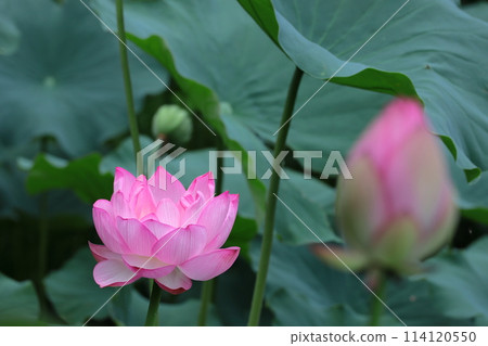 Holy flower 114120550