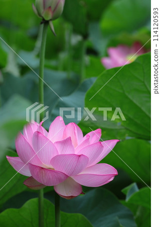 Holy flower Holy flower 114120593