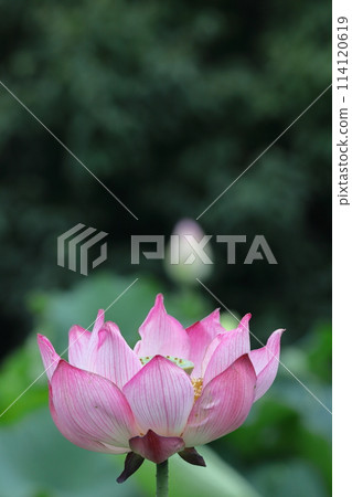 聖花 聖花 114120619