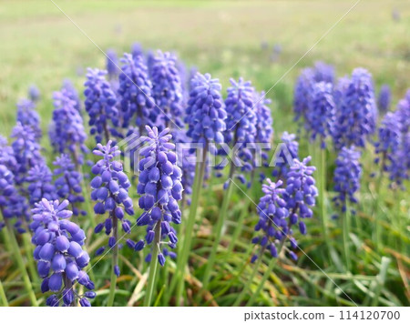 Muscari flowers 114120700