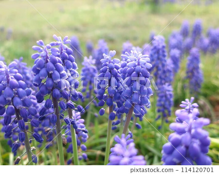 Muscari flowers Muscari flowers 114120701