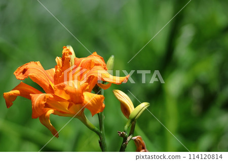 Forgotten love grass Forgotten love grass 114120814