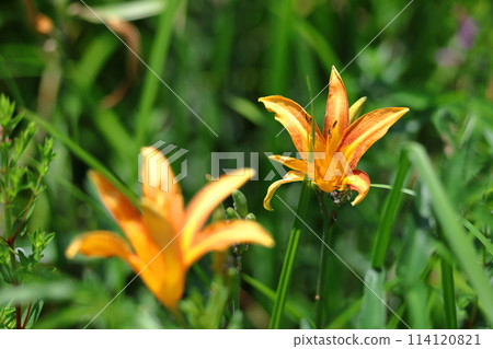 Forgotten love grass Forgotten love grass 114120821