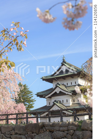 青森縣弘前城天守閣，櫻花環繞的清新早晨 114120856