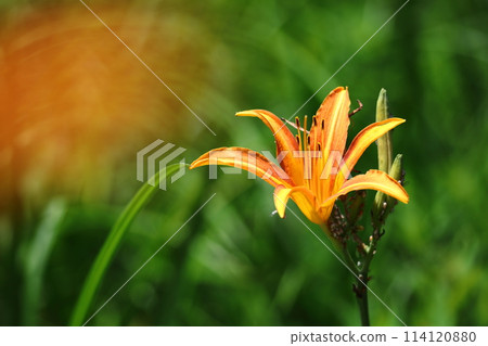 被遺忘的愛情草 114120880