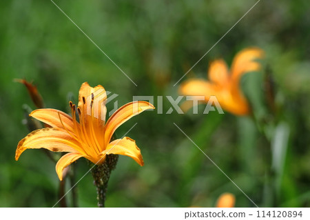 Forgotten love grass 114120894