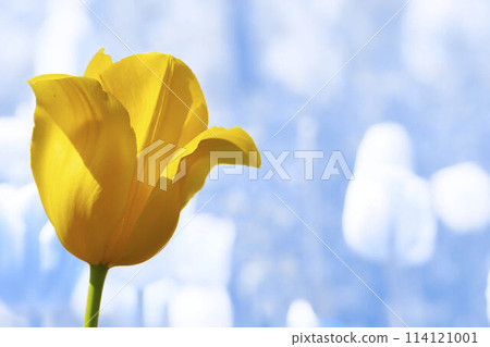 Delicate yellow tulip flower close up on frozen winter blue background 114121001