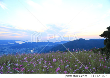 Washigamine Cosmos Park 114121026