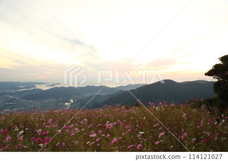 Washigamine Cosmos Park 114121027