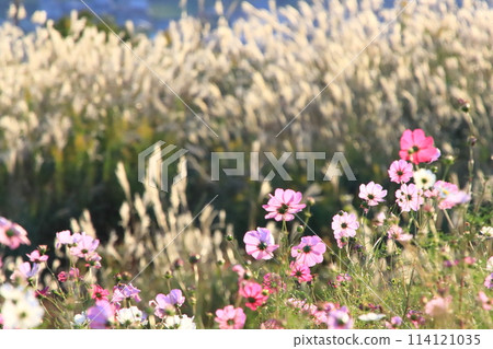 Washigamine Cosmos Park 114121035