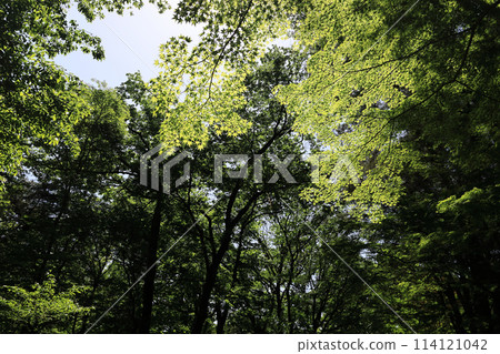 Fresh green maple 114121042