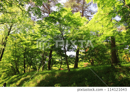 Fresh green maple 114121043