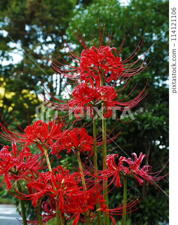 Red spider lilies at the roadside station 114121106