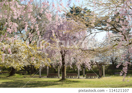 Hirosaki Castle Sannomaru surrounded by various cherry blossoms in Aomori Prefecture 114121107