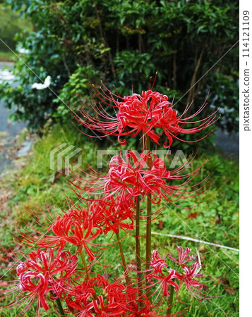 路邊車站的紅蜘蛛百合 114121109