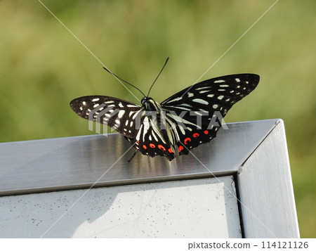  紅臉紅龜 114121126