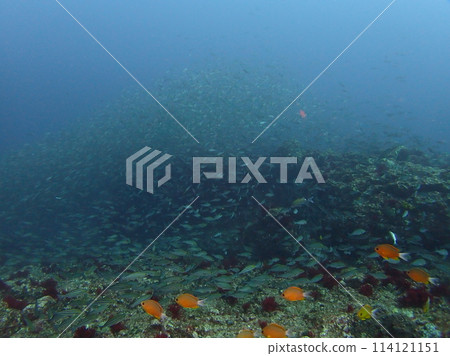 A school of grunts on Mikomoto Island 114121151