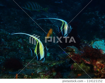 Moorish idols of Mikomoto Island Moorish idols of Mikomoto Island 114121152