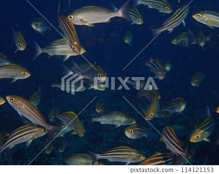 禦子本島的咕嚕聲 114121153