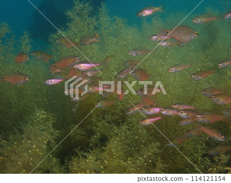 海藻和一群海藻 114121154