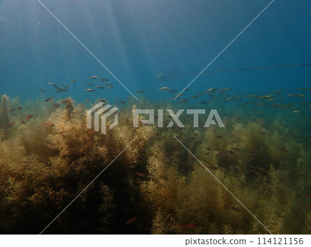 海藻和一群海藻 114121156