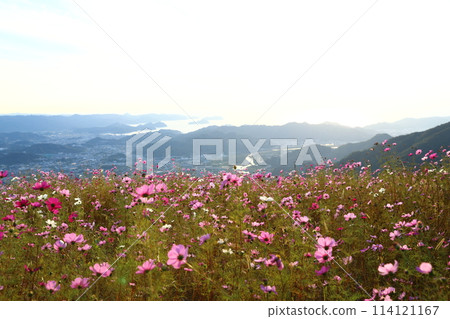 Washigamine Cosmos Park Washigamine Cosmos Park 114121167