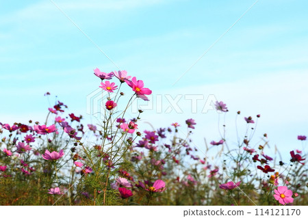 Washigamine Cosmos Park 114121170